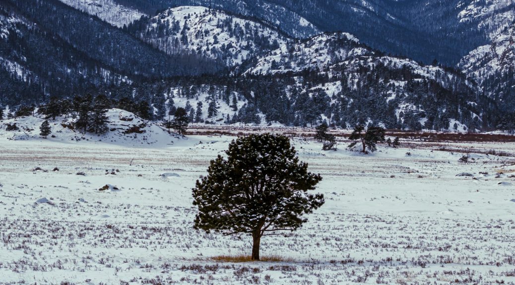 Lone tree in Rocky Mountain National Park